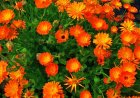 Greater Noida’s Tryst with Calendula