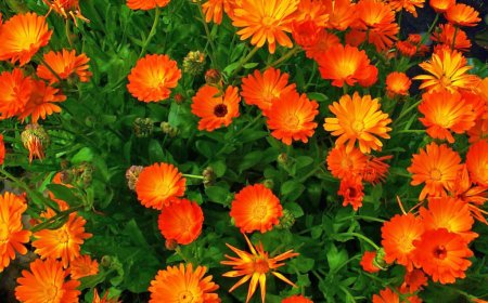 Greater Noida’s Tryst with Calendula