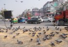 Birds at Risk: The Growing Concern On Noida’s Roads