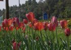 Tulip Festival 2026: Spring Blooming In Delhi