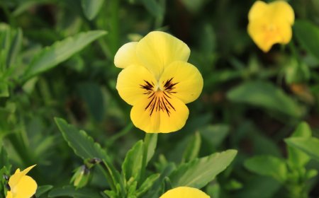 Rashtrapati Bhawan’s Amrit Udyan to open for public Today