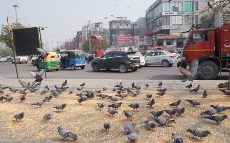 Birds at Risk: The Growing Concern On Noida’s Roads