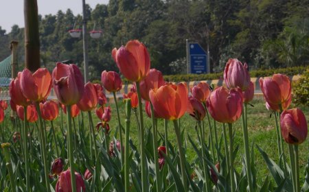 Tulip Festival 2026: Spring Blooming In Delhi