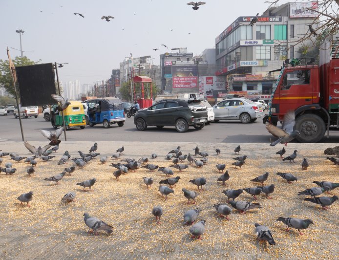 Birds at Risk: The Growing Concern On Noida’s Roads