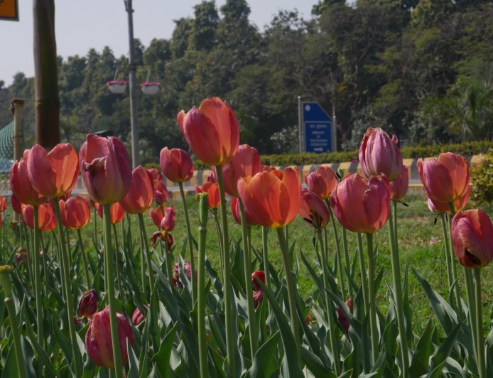 Tulip Festival 2026: Spring Blooming In Delhi