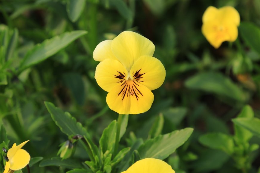 Rashtrapati Bhawan’s Amrit Udyan to open for public Today