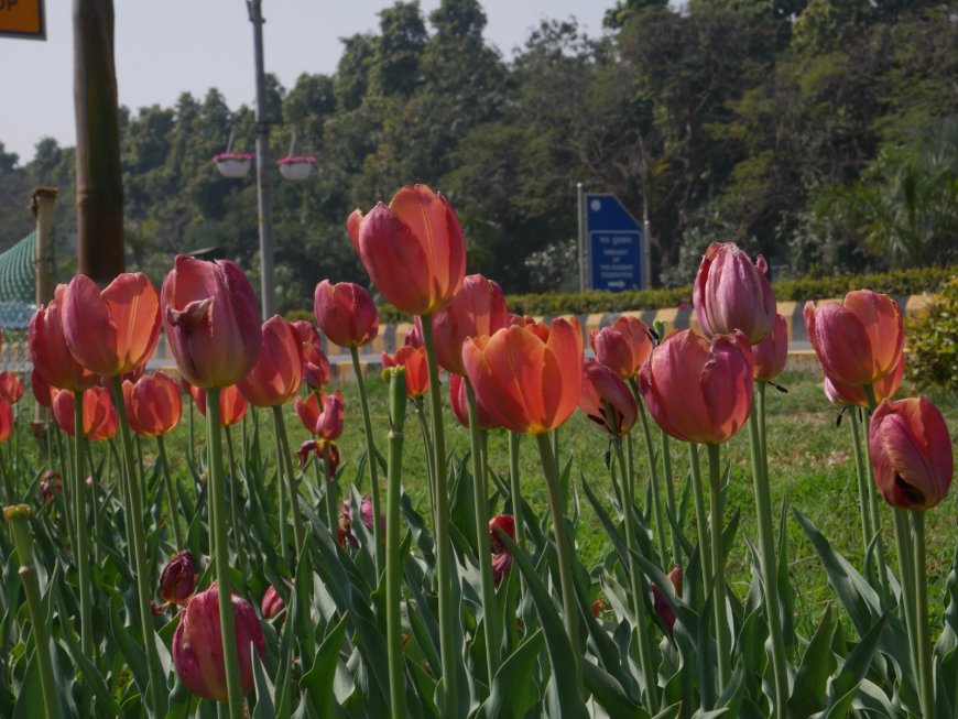 Tulip Festival 2026: Spring Blooming In Delhi